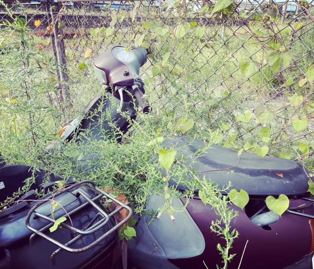 🌱🛵💚🌿

#green #scooters #vehicle #leaves #station
